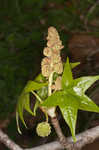 Sweetgum